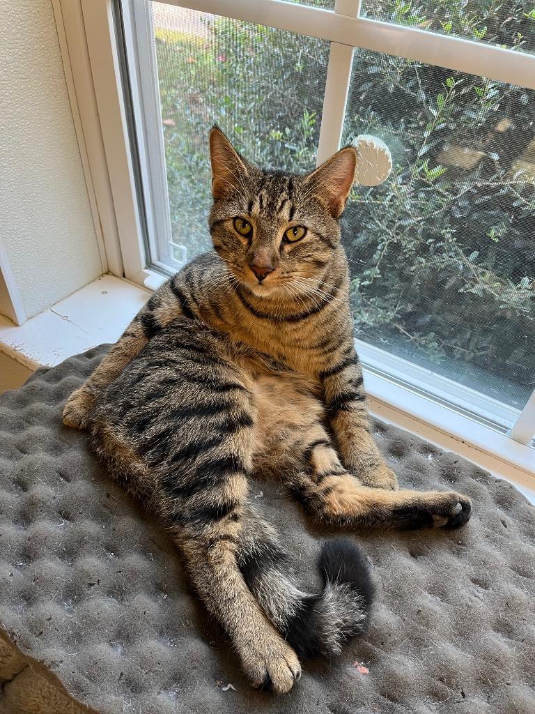 Colt, Adoptable, Young Male Domestic Short Hair.