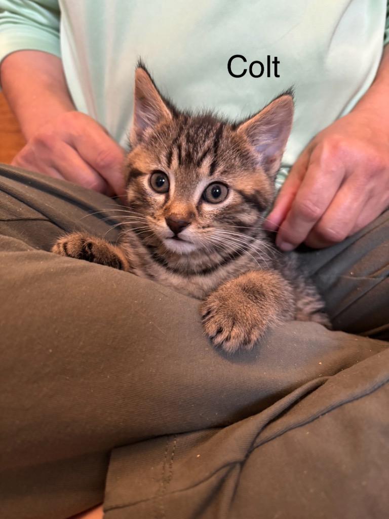 Enlarge Colt, a Adoptable mixed breed in Clinton, SC image 2/3