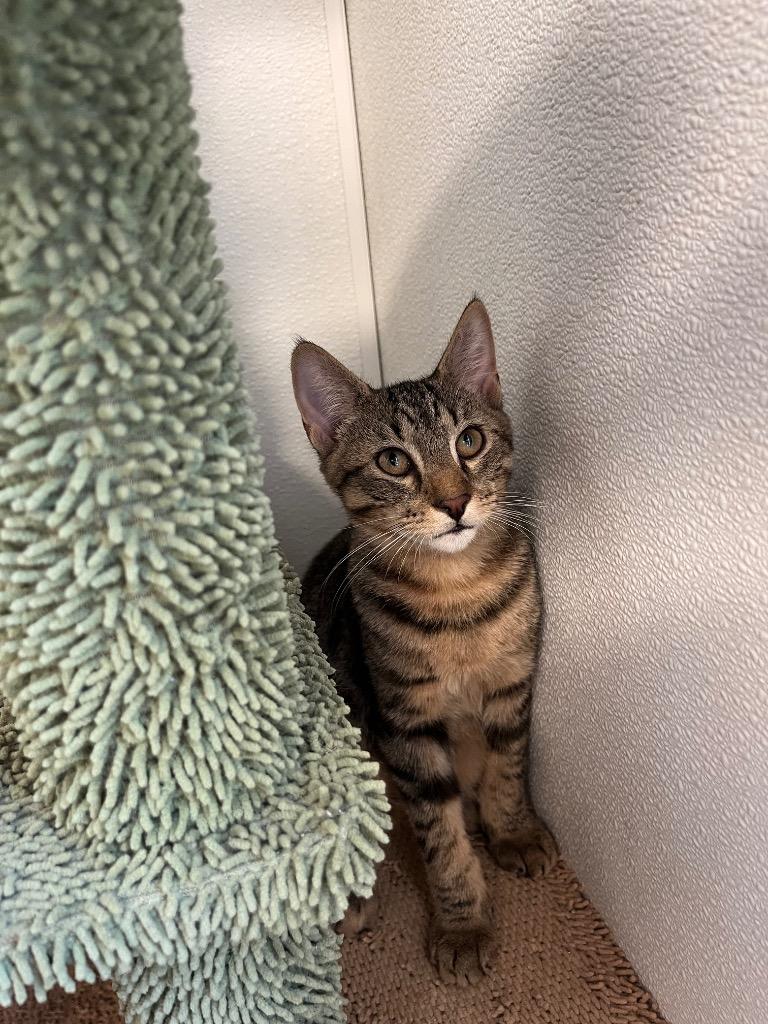 Enlarge Colt, a Adoptable mixed breed in Clinton, SC image 3/3