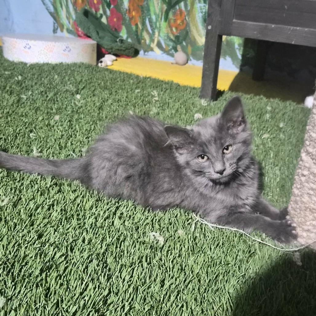 Enlarge Ariana Grande, a Adoptable Domestic Medium Hair in Las Cruces, NM image 1/3