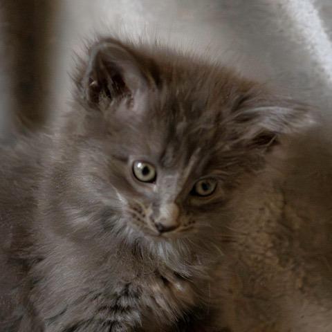 Enlarge Ariana Grande, a Adoptable Domestic Medium Hair in Las Cruces, NM image 2/3