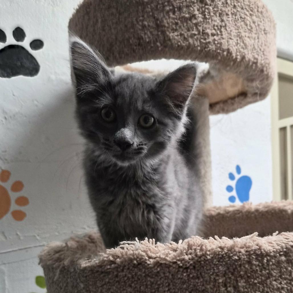 Enlarge Ariana Grande, a Adoptable Domestic Medium Hair in Las Cruces, NM image 3/3