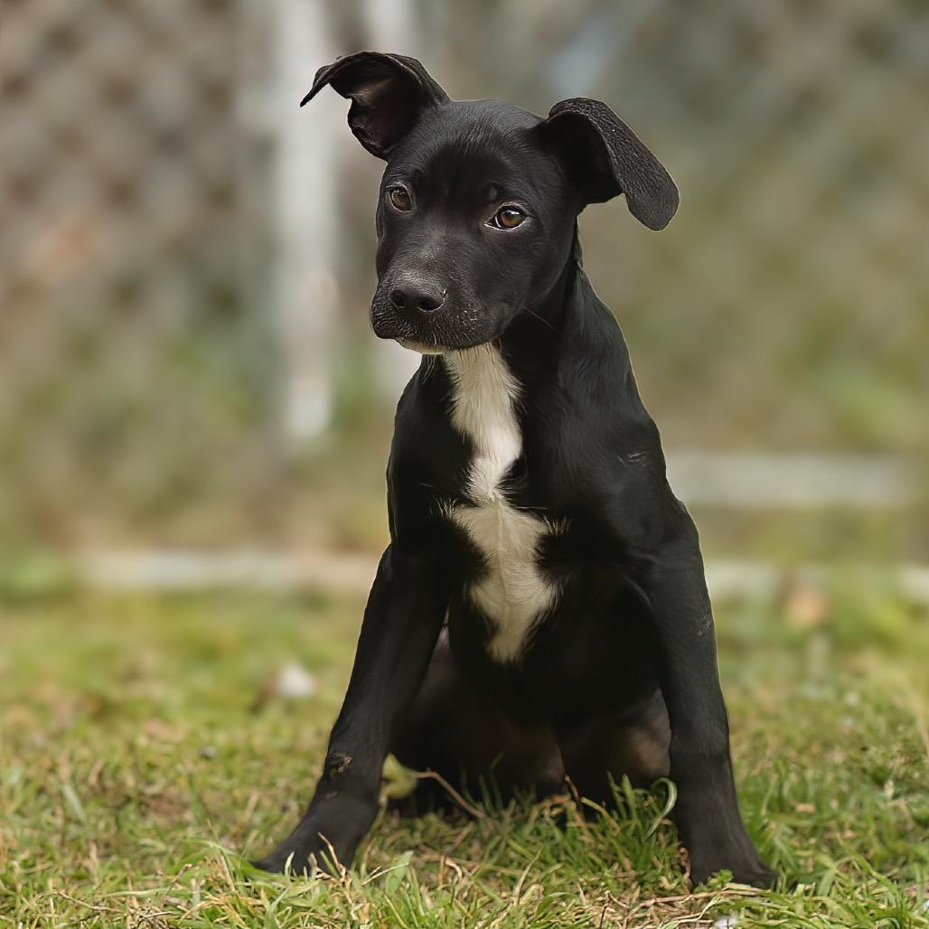 Ubie, a Adoptable Retriever in Livingston, TX image 2/6