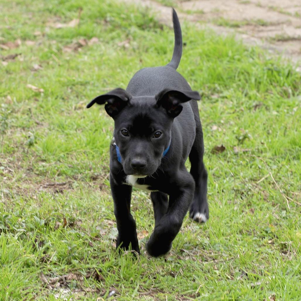Ubie, a Adoptable Retriever in Livingston, TX image 4/6