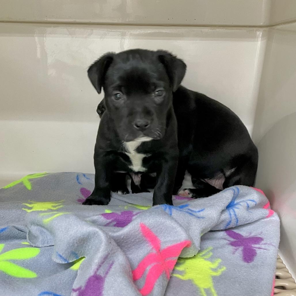 Ubie, a Adoptable Retriever in Livingston, TX image 5/6