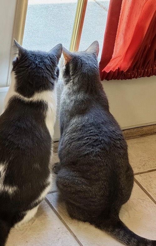 Champaign, Adoptable, Adult Male Domestic Short Hair.