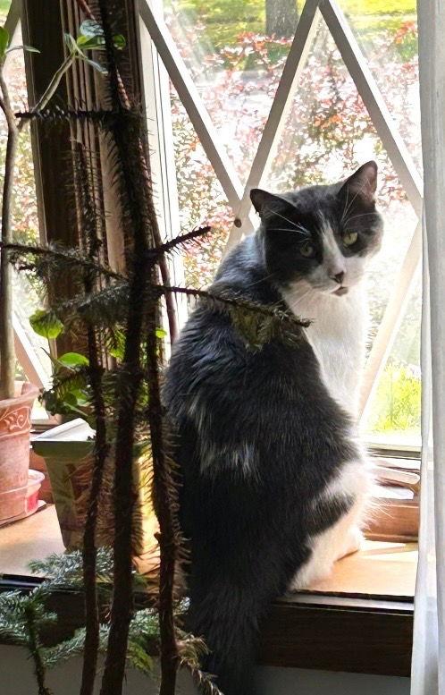 Champaign, a Adoptable Domestic Short Hair in Wheaton, IL image 2/3