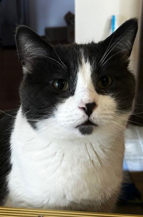 Champaign, a Adoptable Domestic Short Hair in Wheaton, IL image 3/3