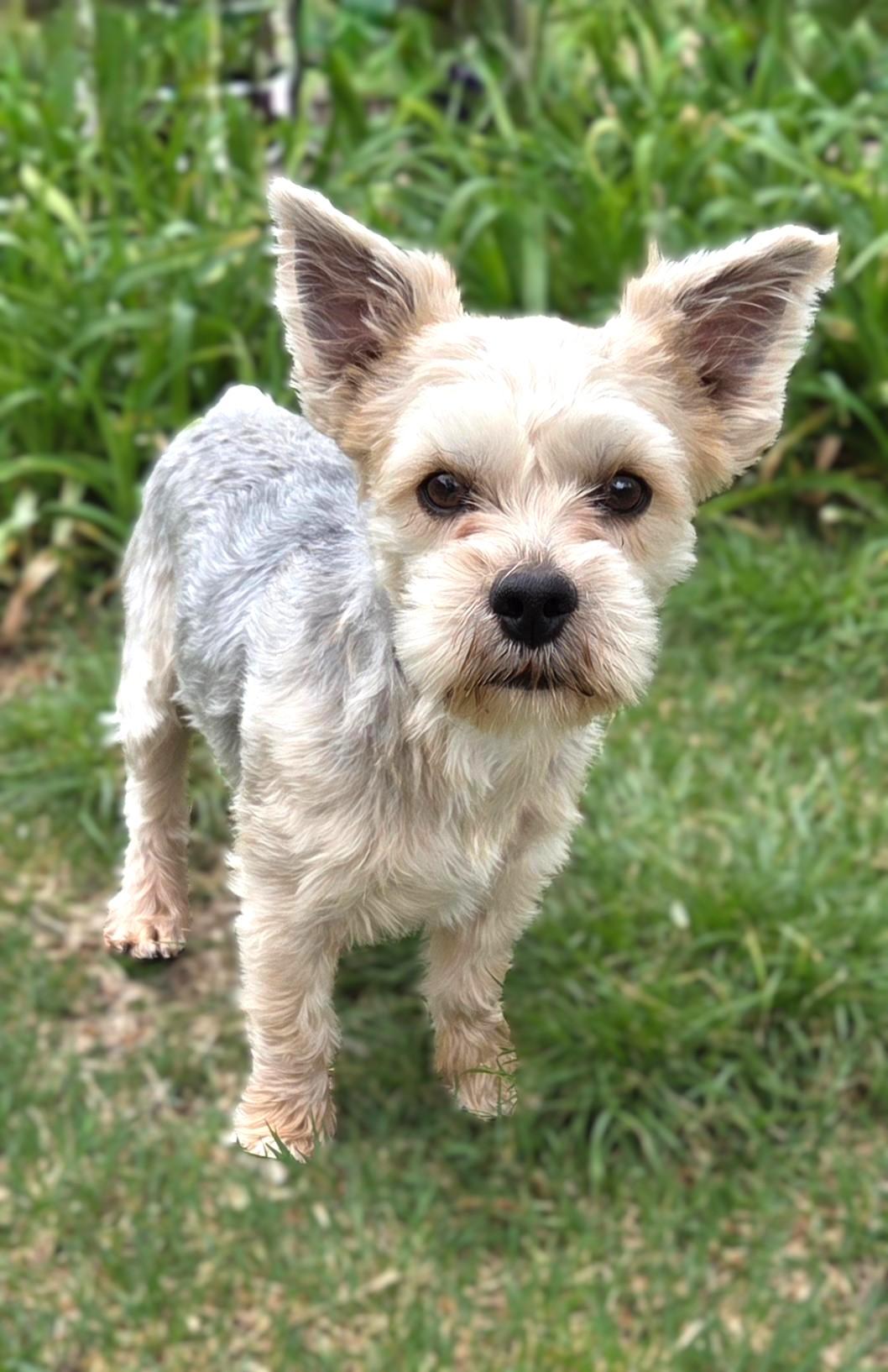 Enlarge Diesel, an adopted Yorkshire Terrier in Bridgeton, MO image 2/5