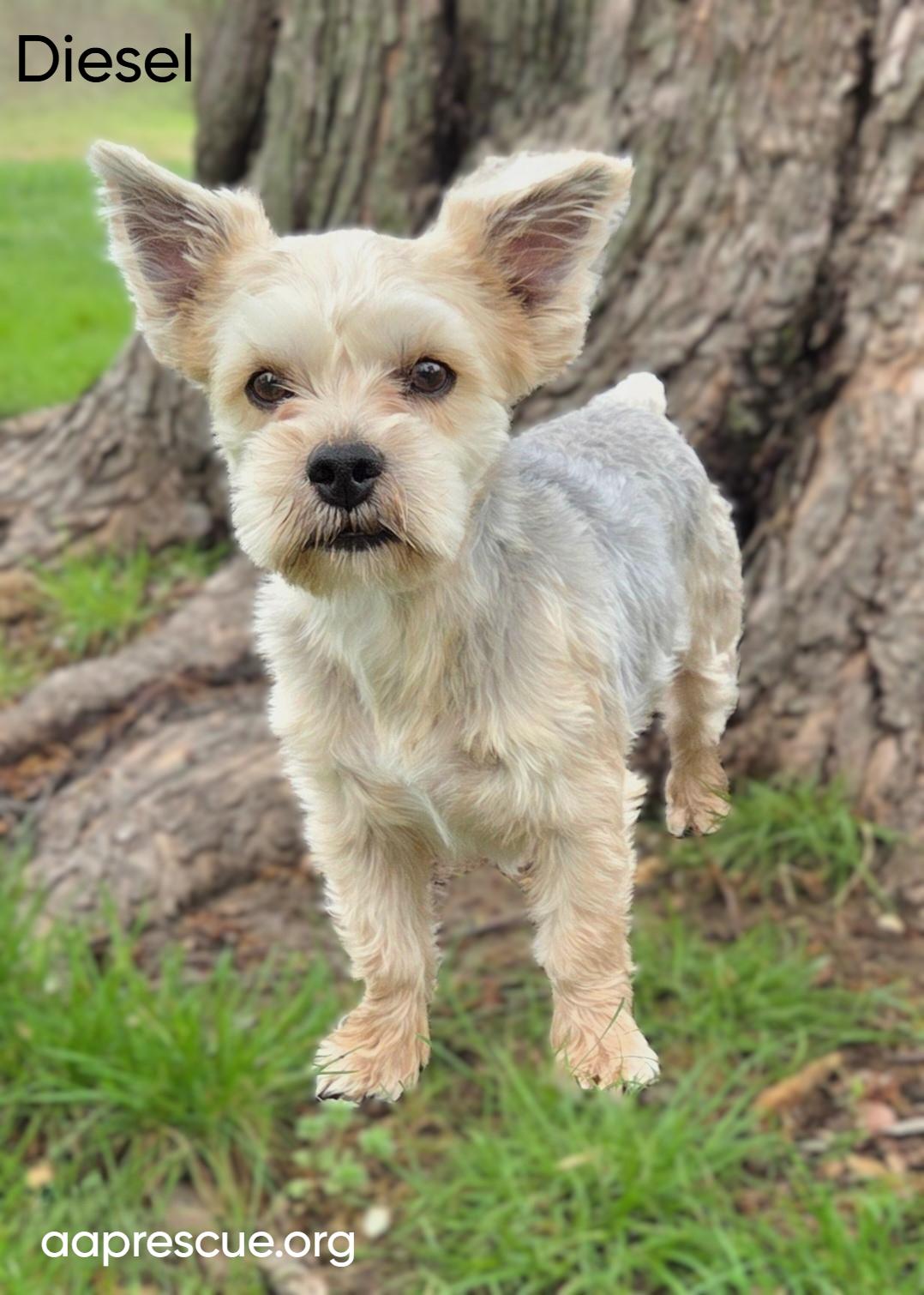 Enlarge Diesel, an adopted Yorkshire Terrier in Bridgeton, MO image 5/5
