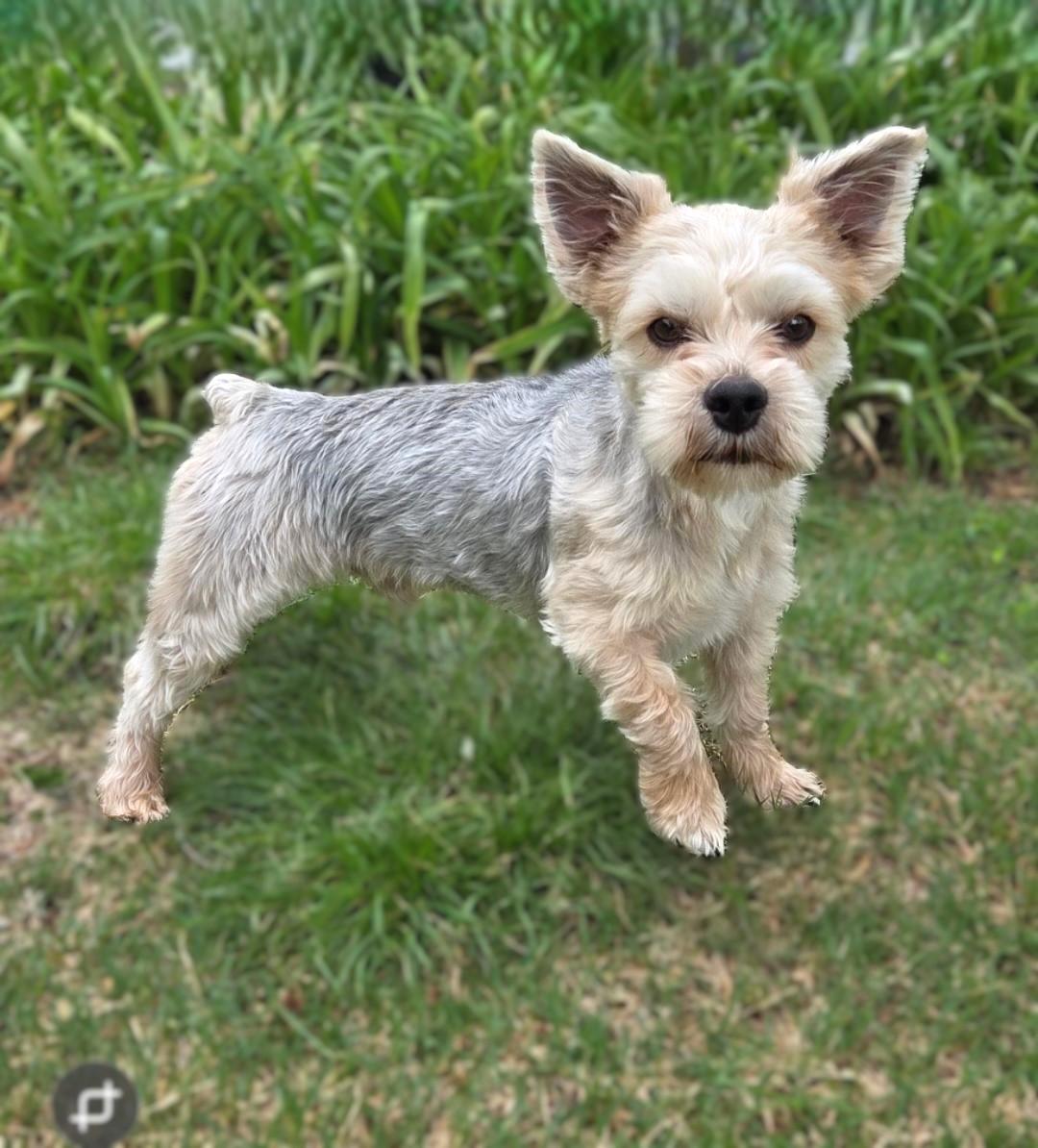 Enlarge Diesel, an adopted Yorkshire Terrier in Bridgeton, MO image 4/5