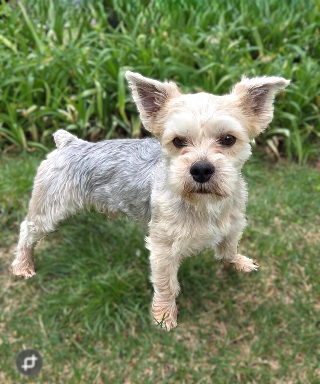 Enlarge Diesel, an adopted Yorkshire Terrier in Bridgeton, MO image 3/5