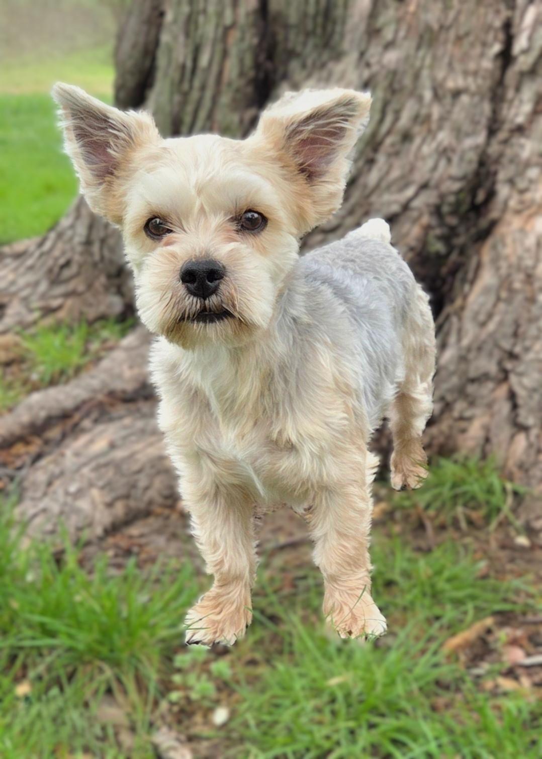 Diesel, adopted, Young Male Yorkshire Terrier.