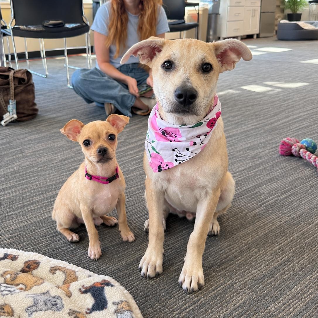 Enlarge Hallie, a Adoptable mixed breed in Edmonds, WA image 5/6