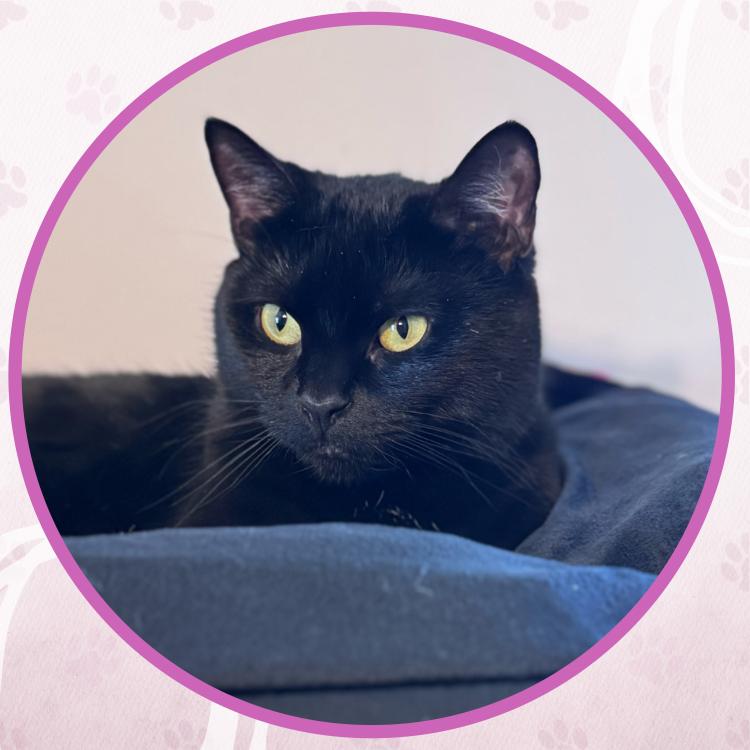 Enlarge Catwoman, a Adoptable Domestic Short Hair in Toms River, NJ image 1/5