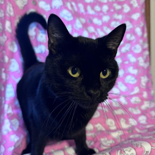 Enlarge Catwoman, a Adoptable Domestic Short Hair in Toms River, NJ image 2/5