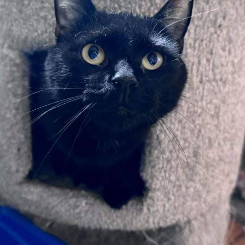 Enlarge Catwoman, a Adoptable Domestic Short Hair in Toms River, NJ image 4/5