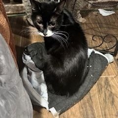 Bessie, Young Female Tuxedo