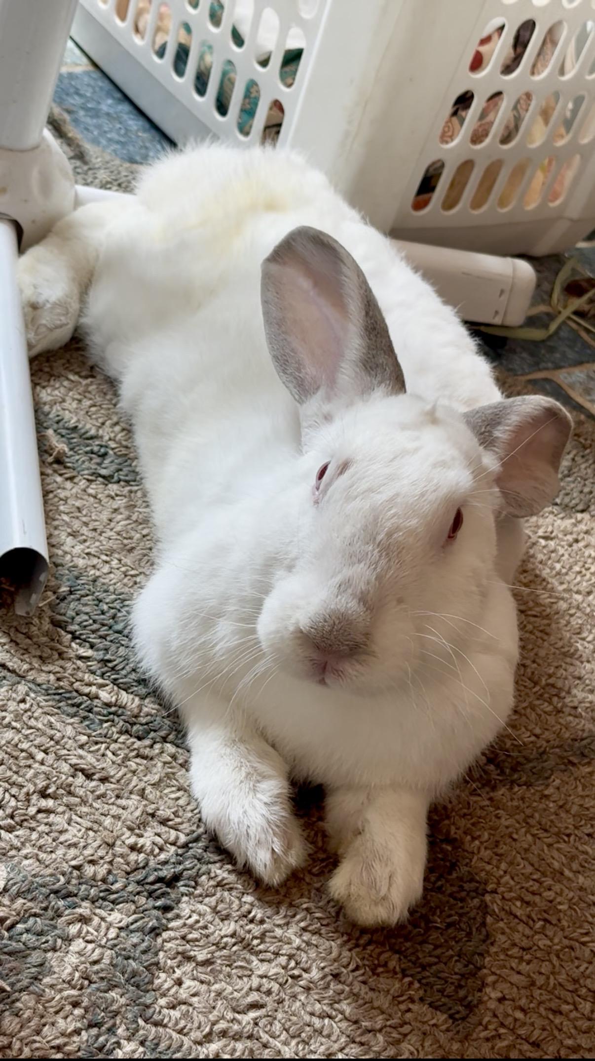 Benji, ADOPTABLE, Adult Male Florida White.