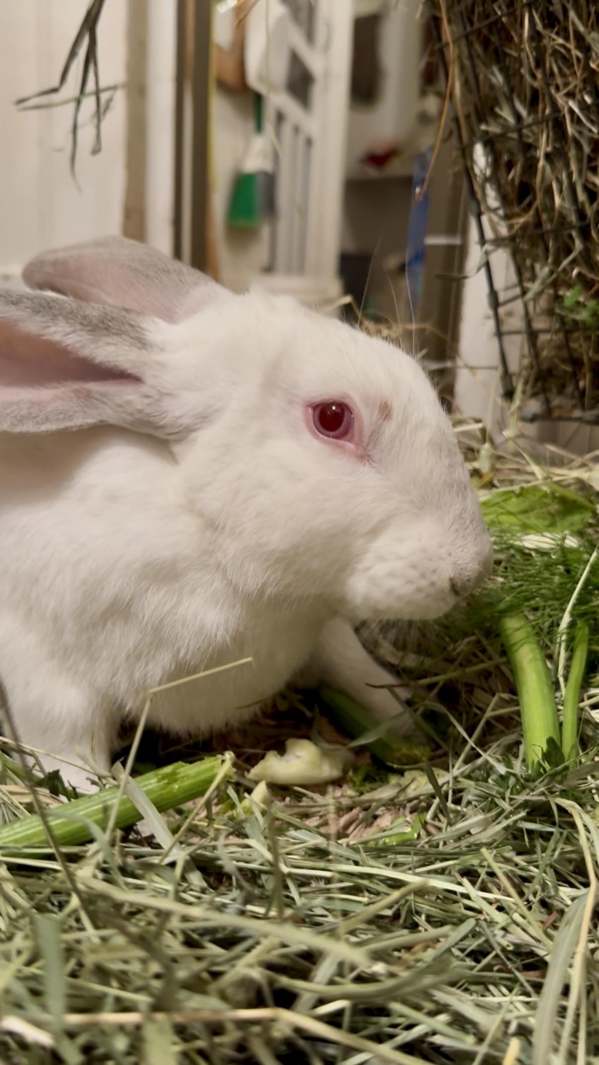 Enlarge Benji, a ADOPTABLE Florida White in Salisbury Mills, NY image 2/3