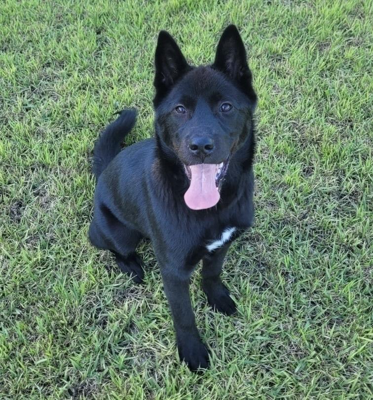 Enlarge ROCKY, a ADOPTABLE mixed breed in Centreville, VA image 1/6