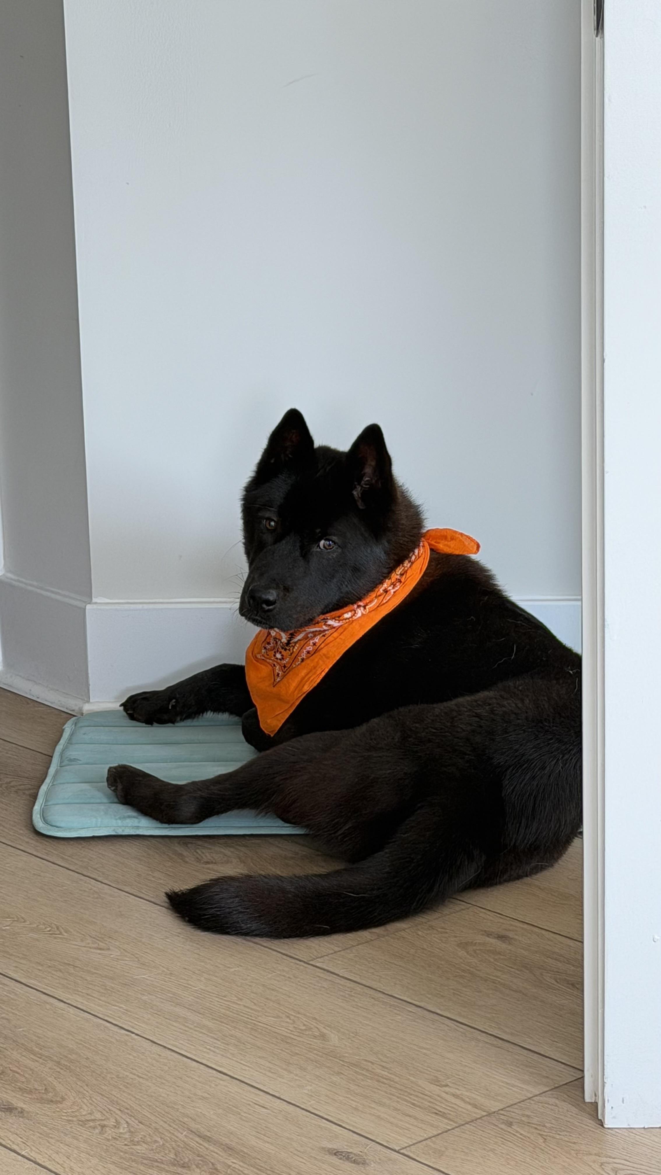 Enlarge ROCKY, a ADOPTABLE mixed breed in Centreville, VA image 2/6