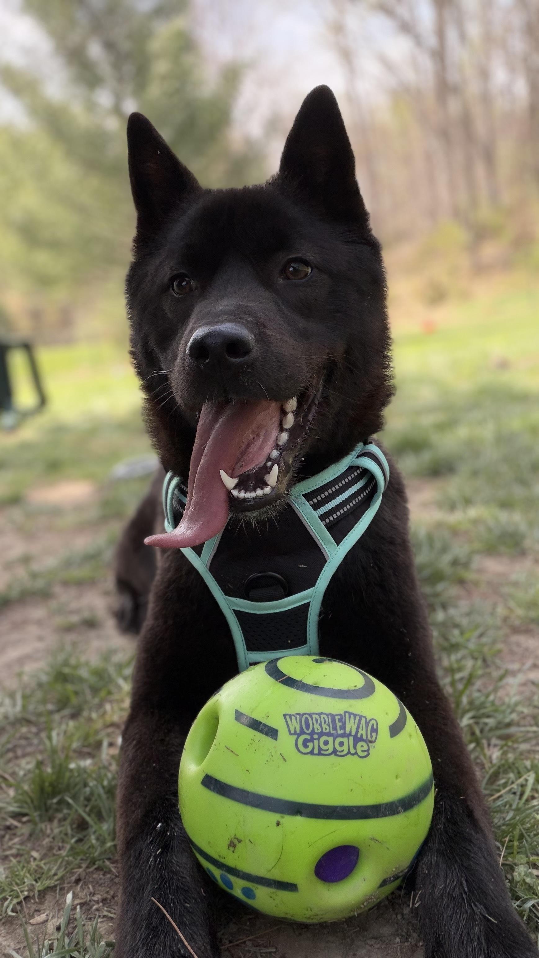 Enlarge ROCKY, a ADOPTABLE mixed breed in Centreville, VA image 3/6