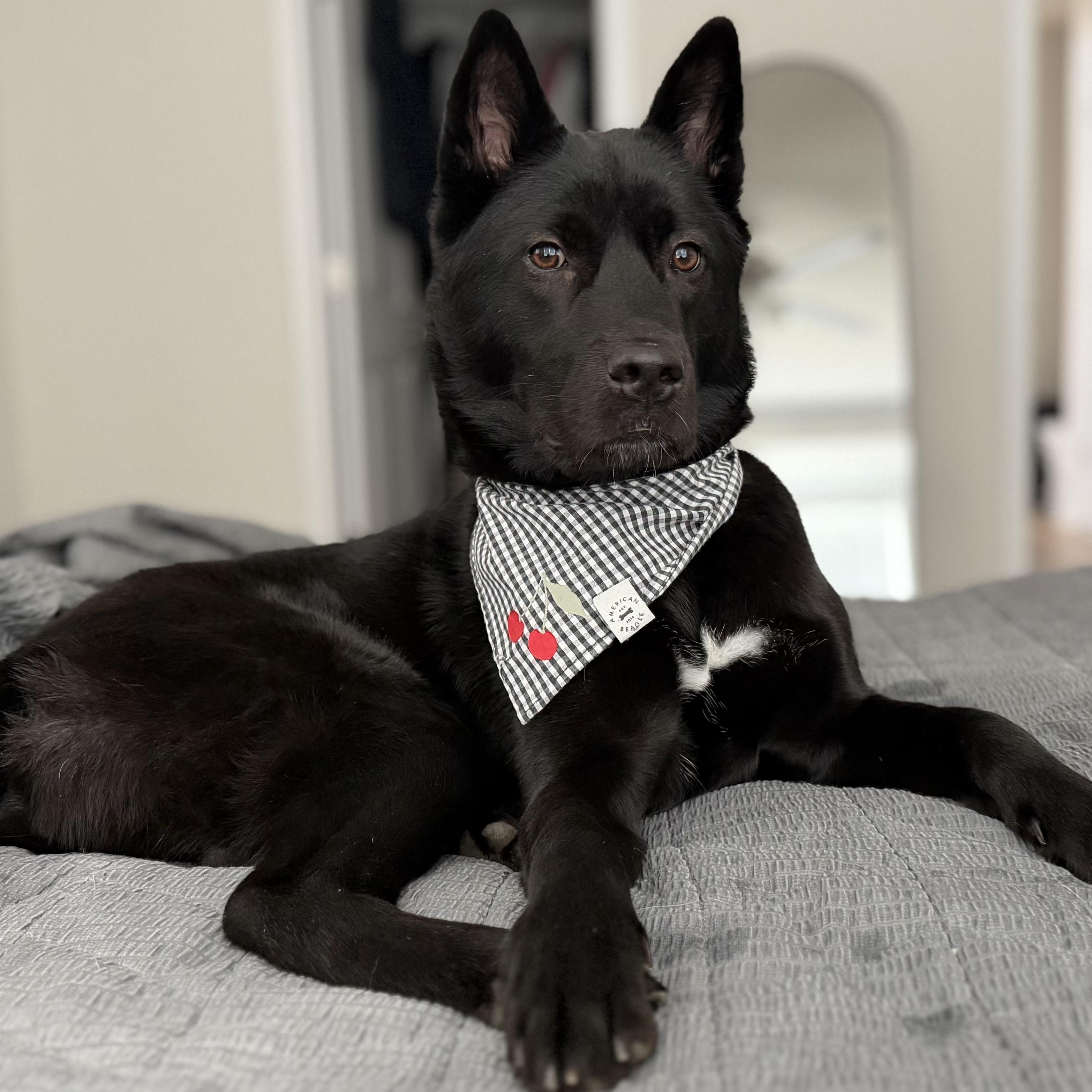 ROCKY, a ADOPTABLE mixed breed in Centreville, VA image 1/6