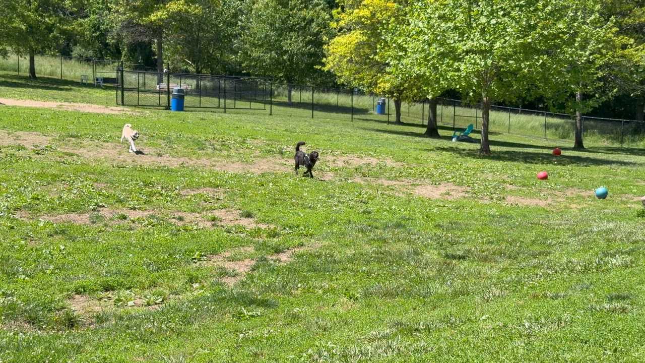Enlarge ROCKY, a ADOPTABLE mixed breed in Centreville, VA video 6/6