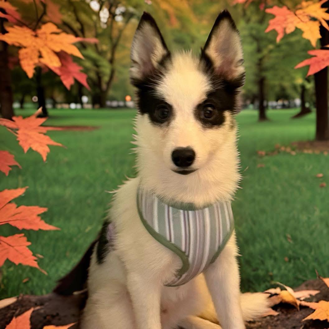 Mateo