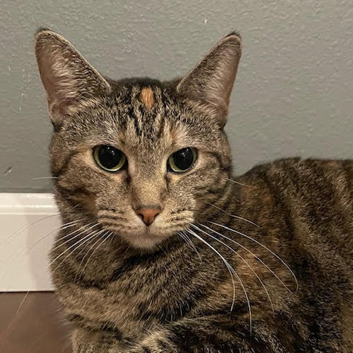 Jules, Adoptable, Young Female Domestic Short Hair.