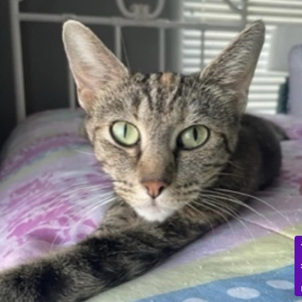 Jules, a Adoptable mixed breed image 3/10