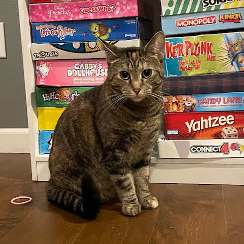 Jules, Adoptable, Young Female Domestic Short Hair.