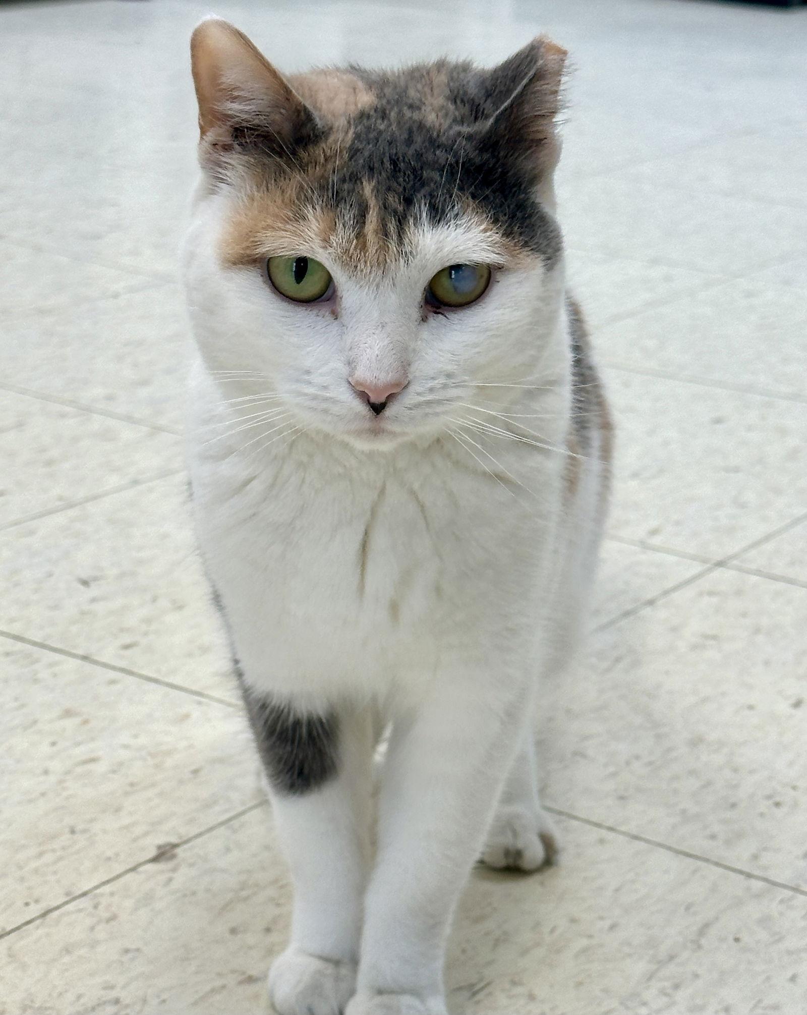 Enlarge Claudette, a Adoptable Domestic Short Hair in Alexandria, VA image 1/2