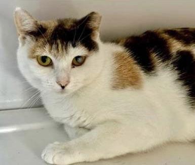 Enlarge Claudette, a Adoptable Domestic Short Hair in Alexandria, VA image 2/2
