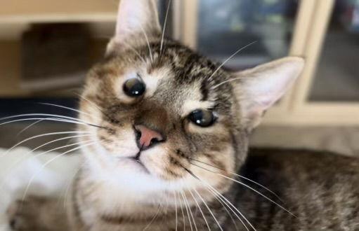 Enlarge Ariel, a Adoptable mixed breed in West Palm Beach, FL image 1/3