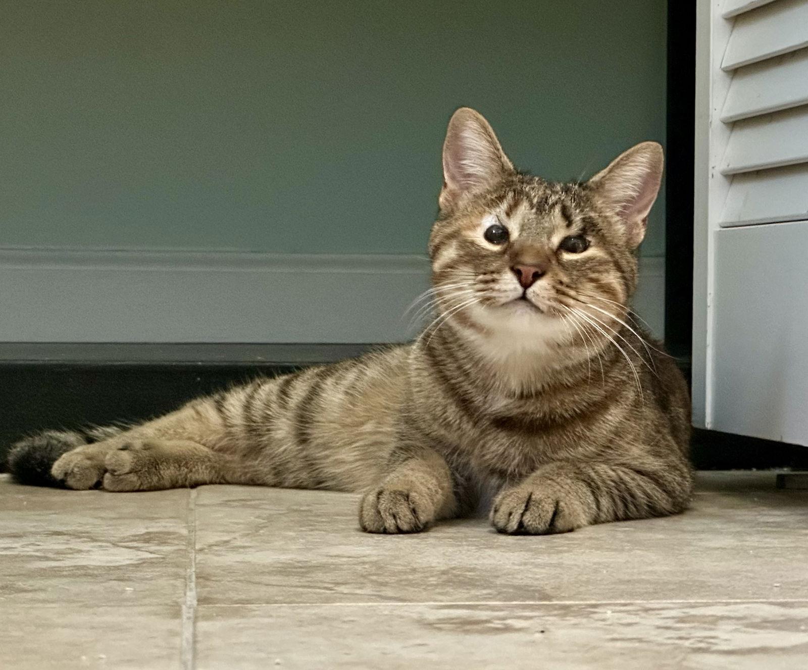 Enlarge Ariel, a Adoptable mixed breed in West Palm Beach, FL image 2/3