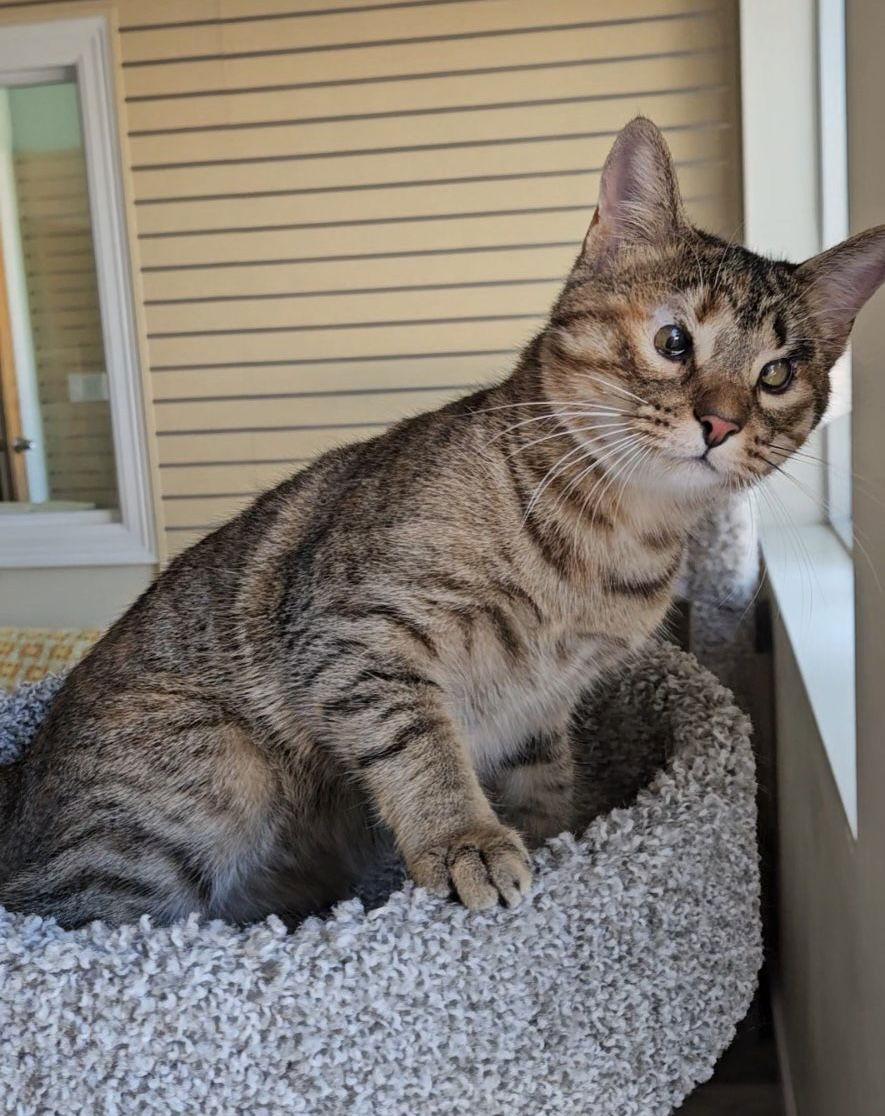 Enlarge Ariel, a Adoptable mixed breed in West Palm Beach, FL image 3/3