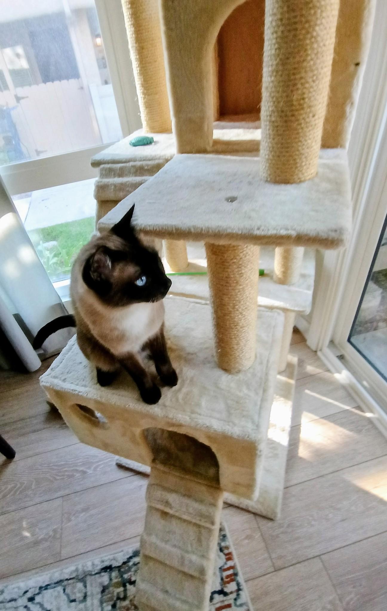 Enlarge Sushi, an adopted Siamese in Laguna Woods, CA image 3/6