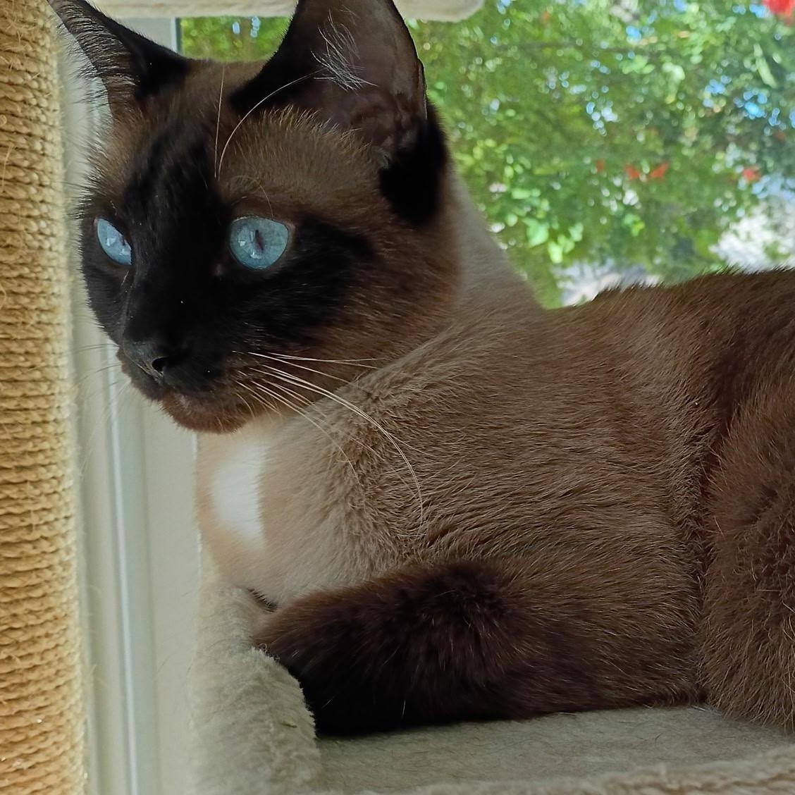 Enlarge Sushi, an adopted Siamese in Laguna Woods, CA image 6/6