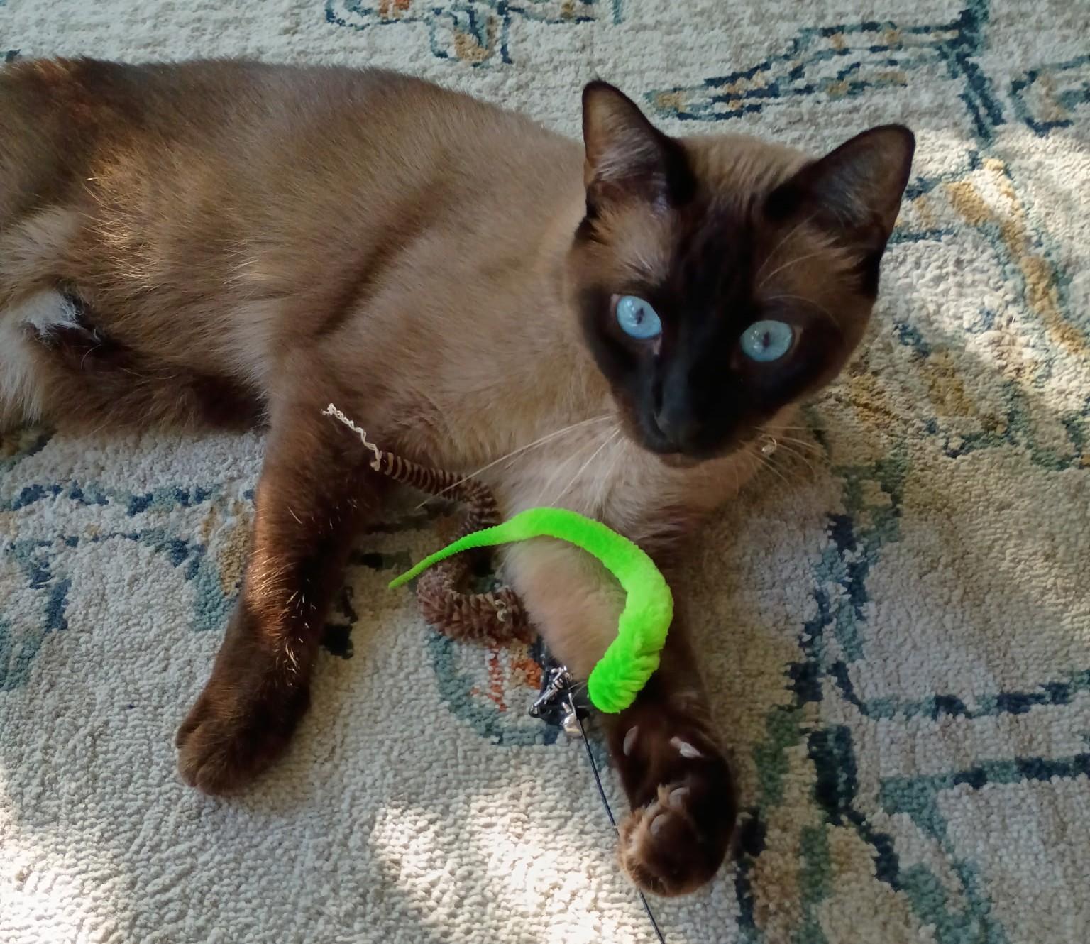 Sushi, adopted, Young Male Siamese.