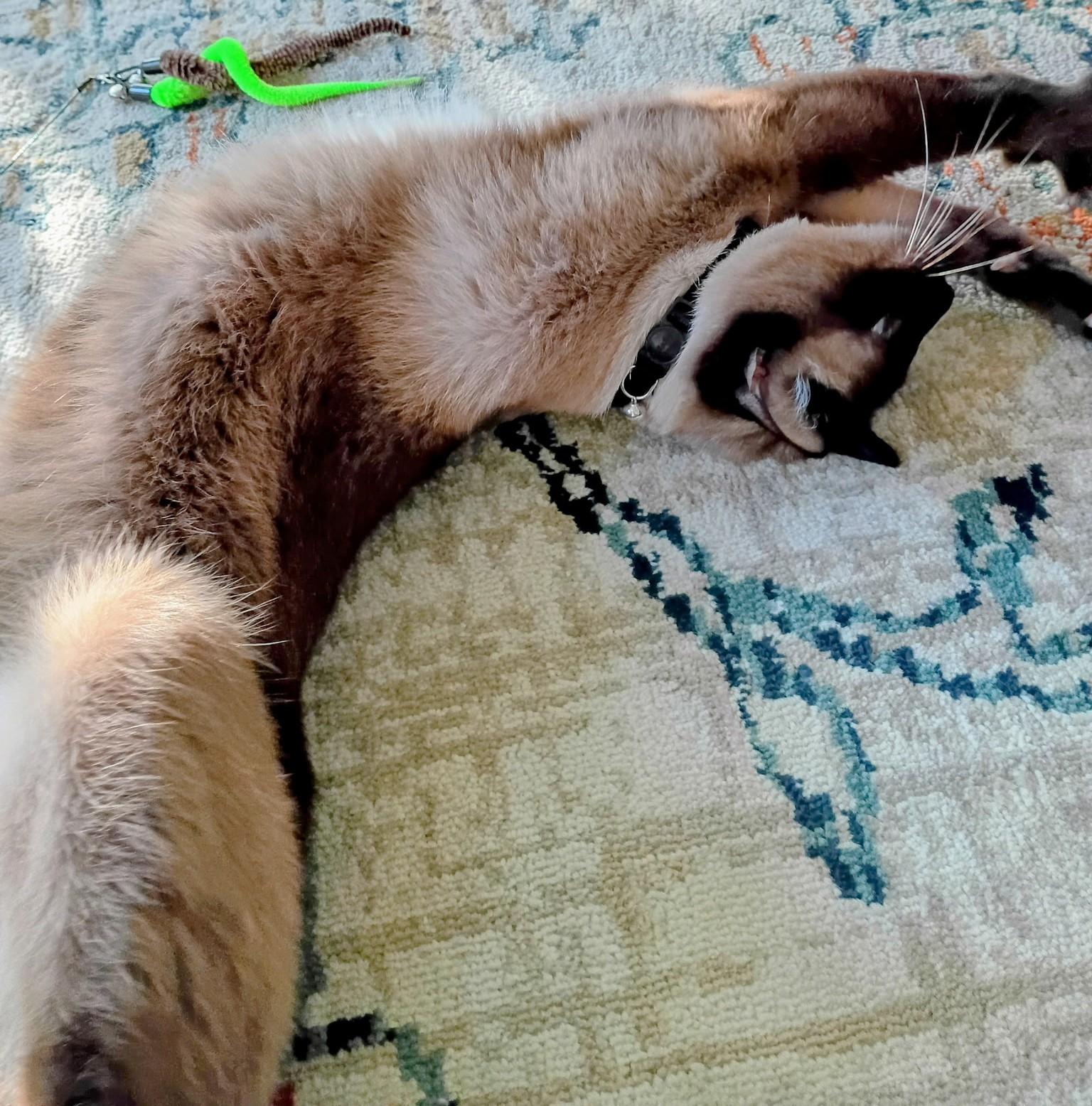 Enlarge Sushi, an adopted Siamese in Laguna Woods, CA image 5/6