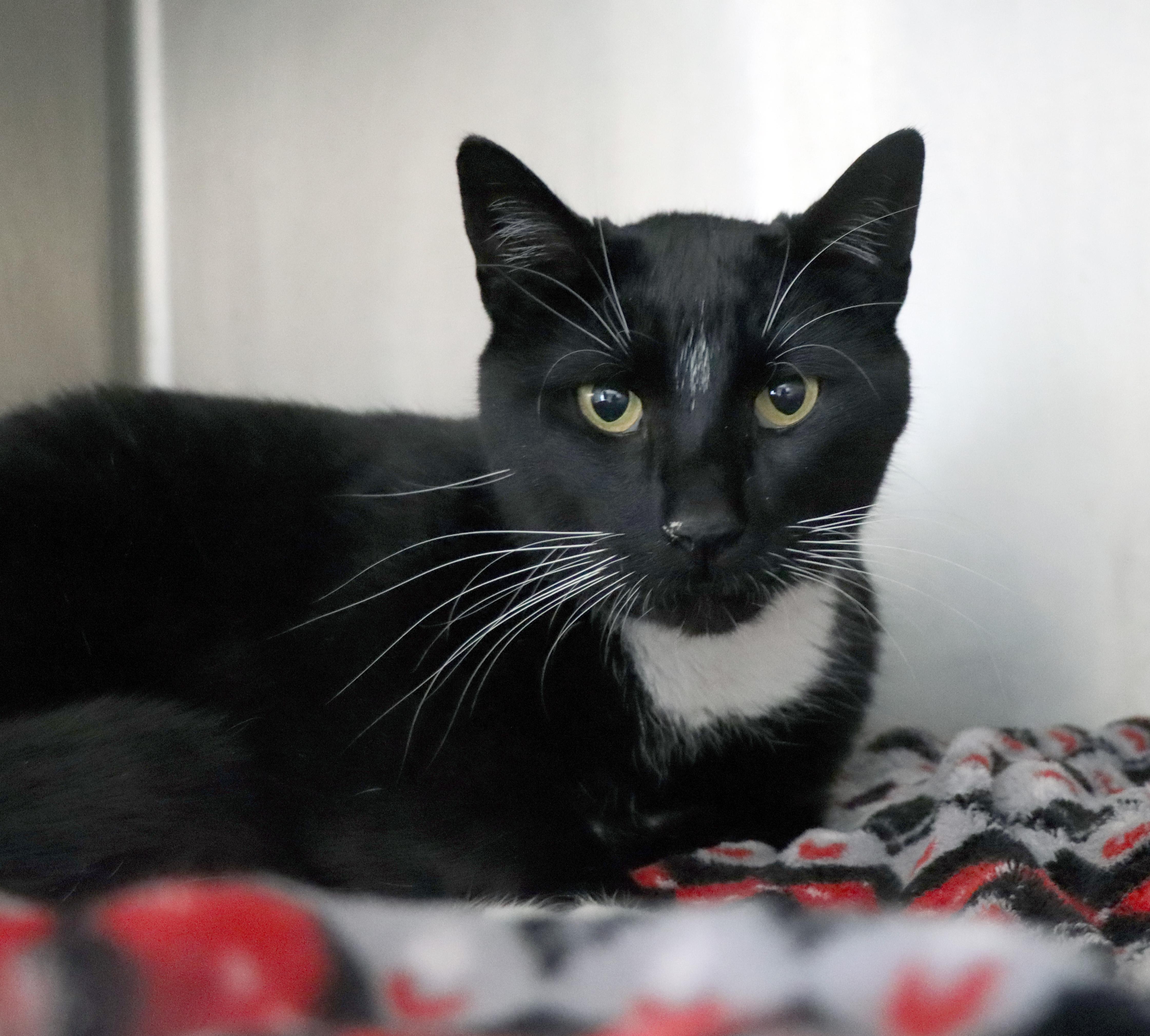 Enlarge Oz, an adopted Domestic Short Hair in House Springs, MO image 1/1