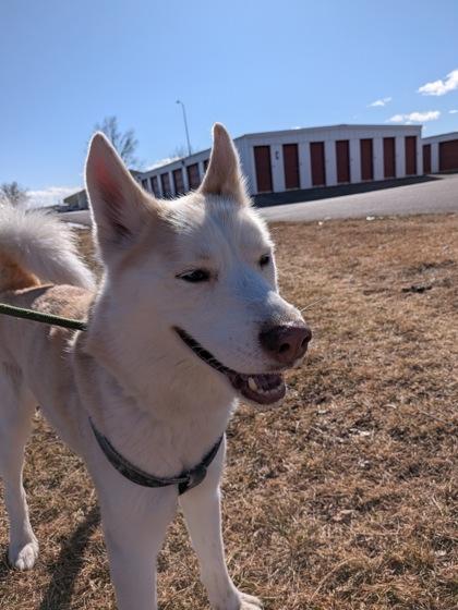 Boris — thumbnail 2