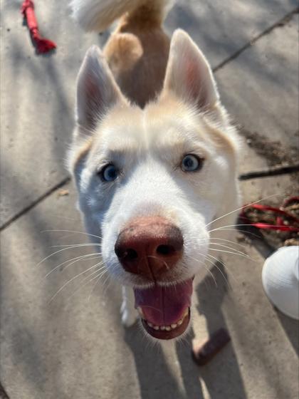 Boris — thumbnail 3