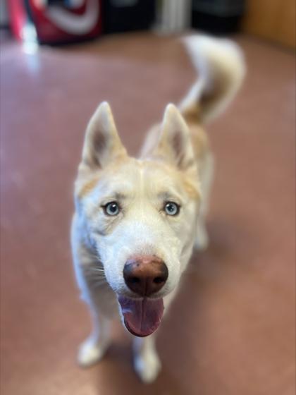 Boris — thumbnail 4