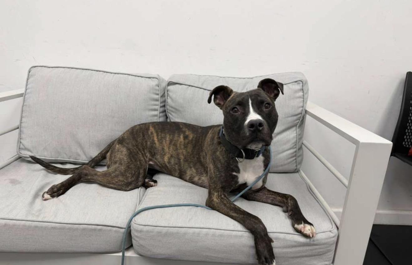 Enlarge Luna, a Adoptable mixed breed in Copiague, NY image 2/6