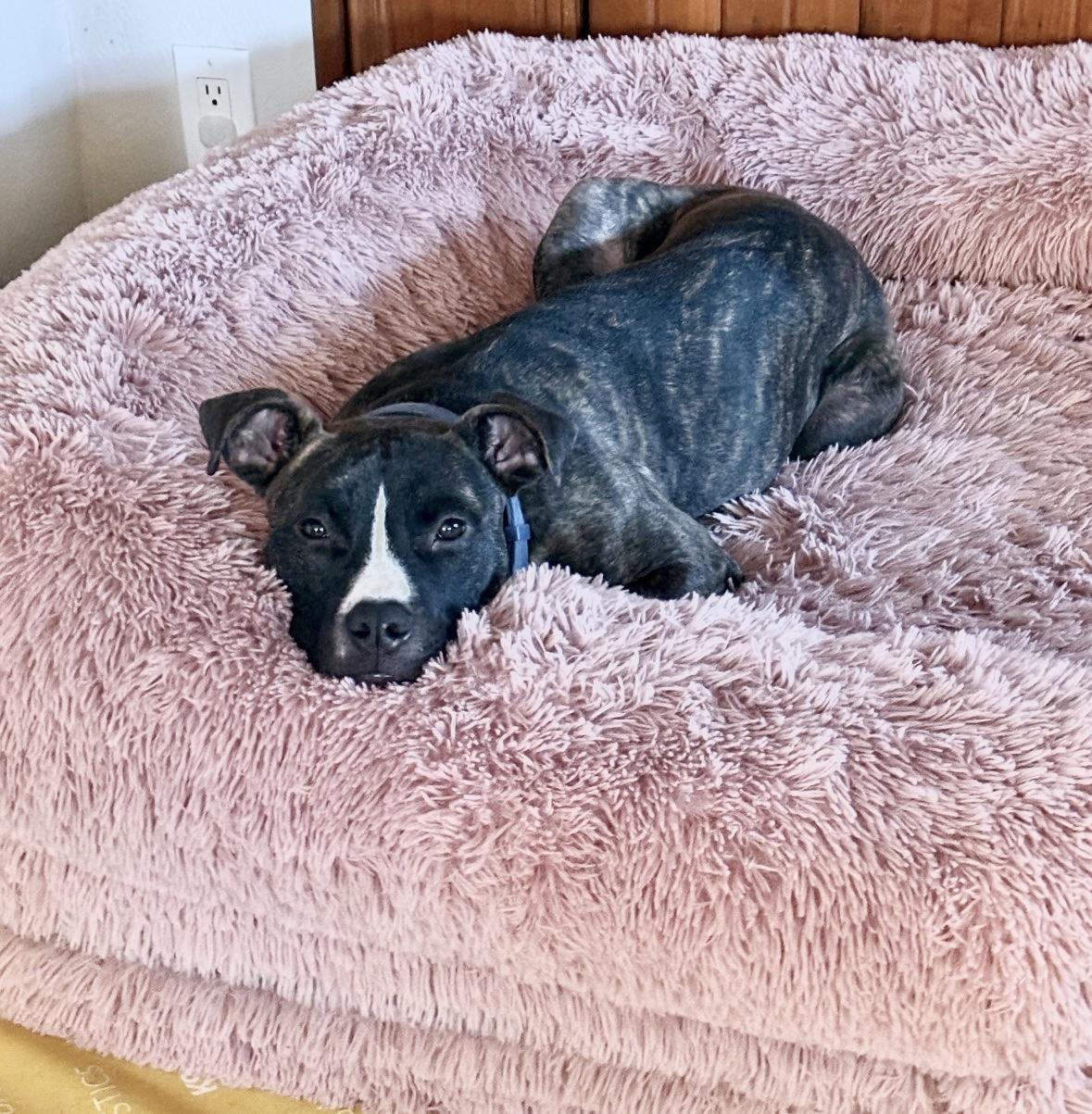 Enlarge Luna, a Adoptable mixed breed in Copiague, NY image 1/6