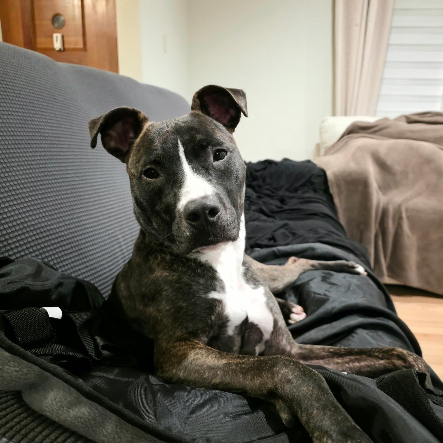 Luna, Adoptable, Young Female American Staffordshire Terrier.