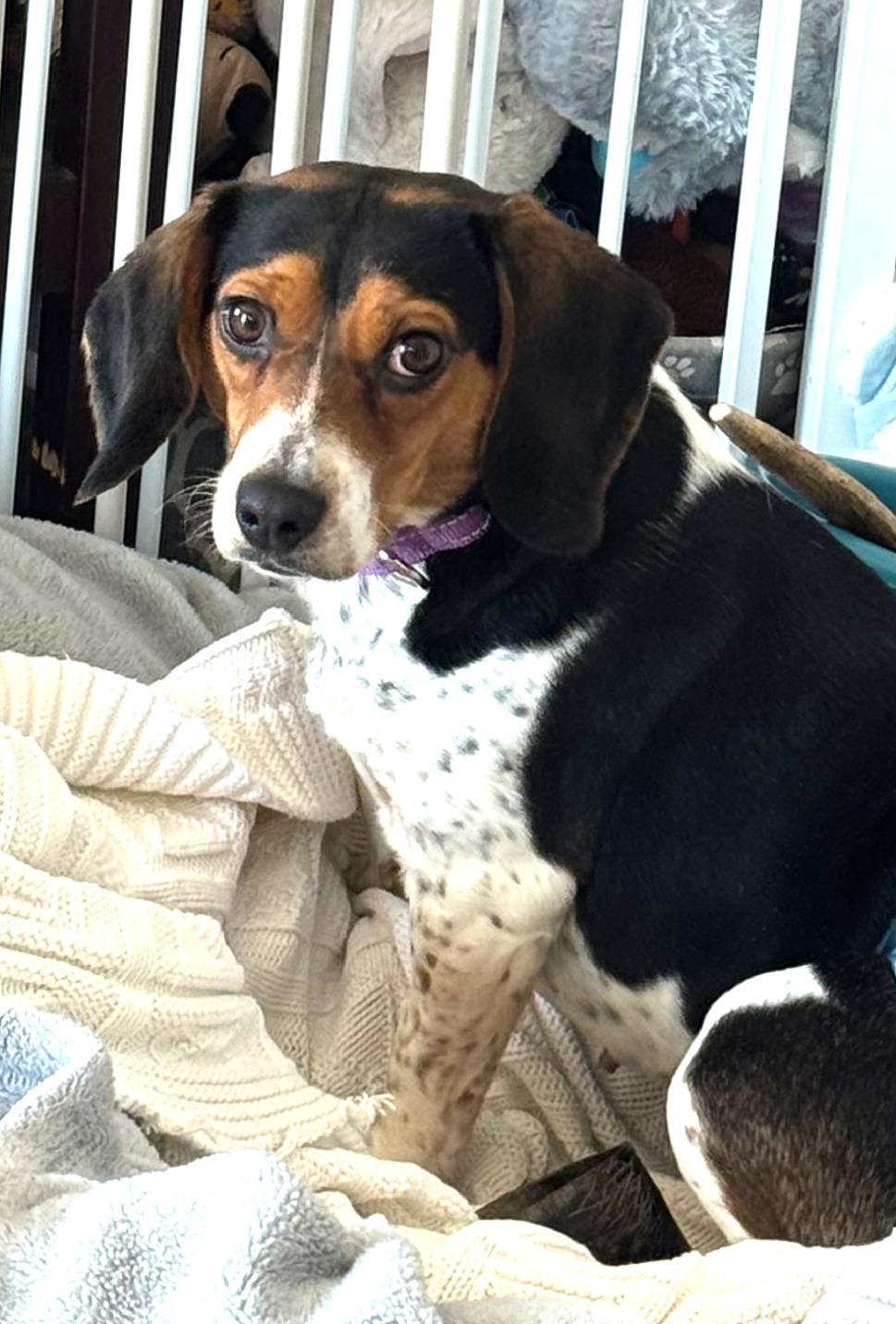 Enlarge Mabel, an adopted Beagle in Lexington, MA image 1/1